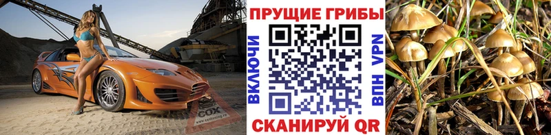 это телеграм  Вичуга  Псилоцибиновые грибы GOLDEN TEACHER 