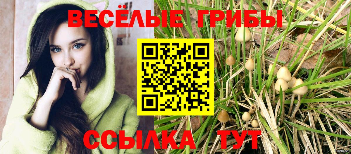 Псилоцибиновые грибы Psilocybe Вичуга